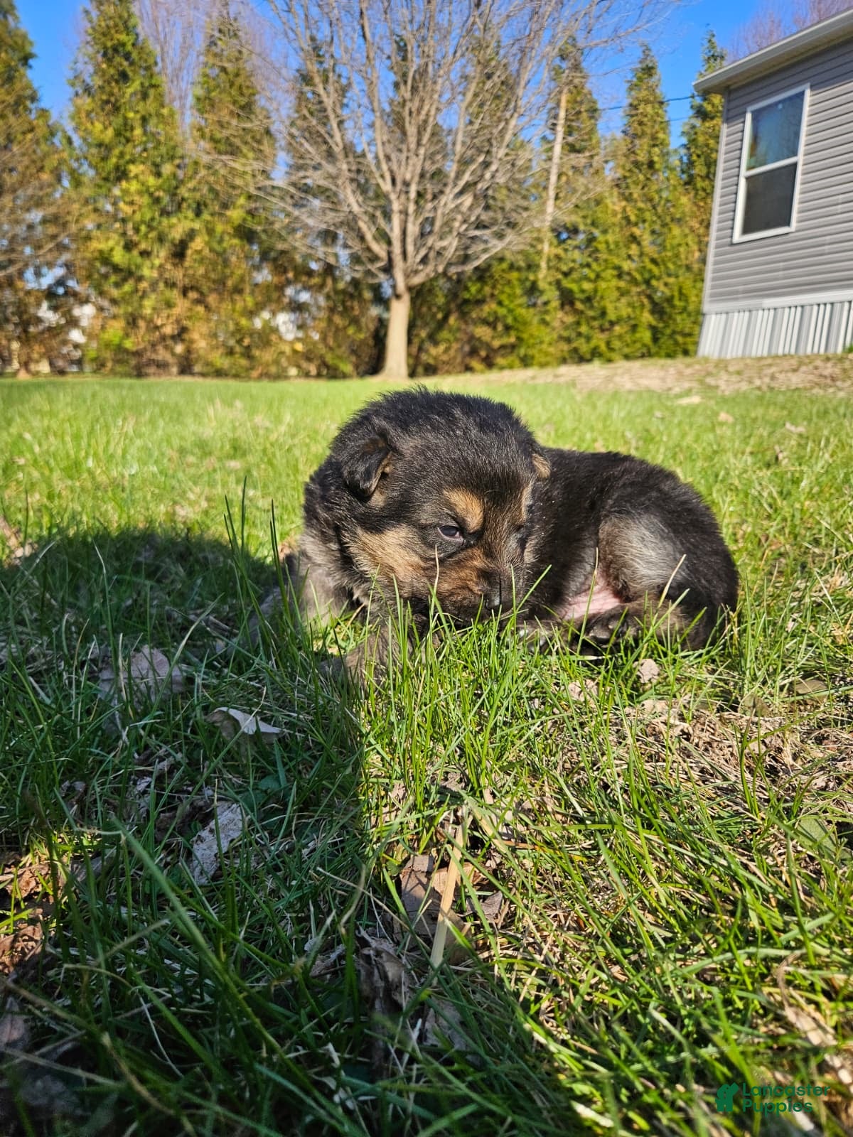 German Shepherd dogs German Shepherd Puppy 1 - Ad 2