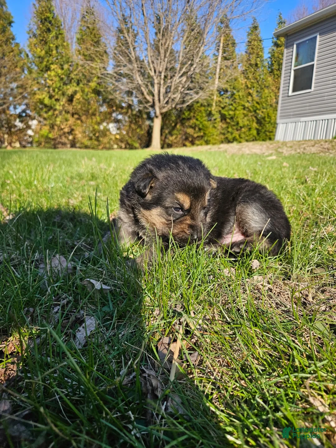 German Shepherd dogs for sale: German Shepherd Puppy 1 - Ad 2