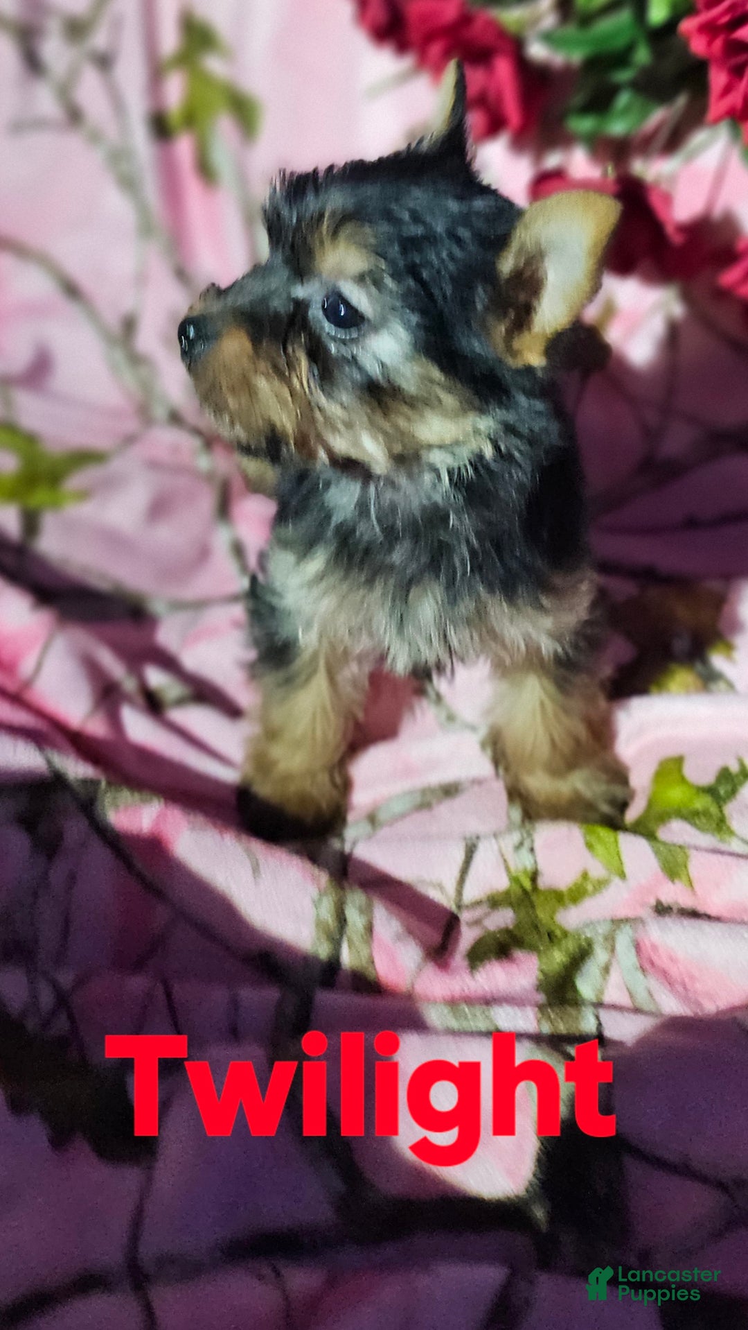 Morkie dogs for sale: TWILIGHT  - Ad 10