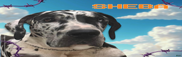 Great Dane dogs for sale: Victor - Dark Fawn - Ad 2