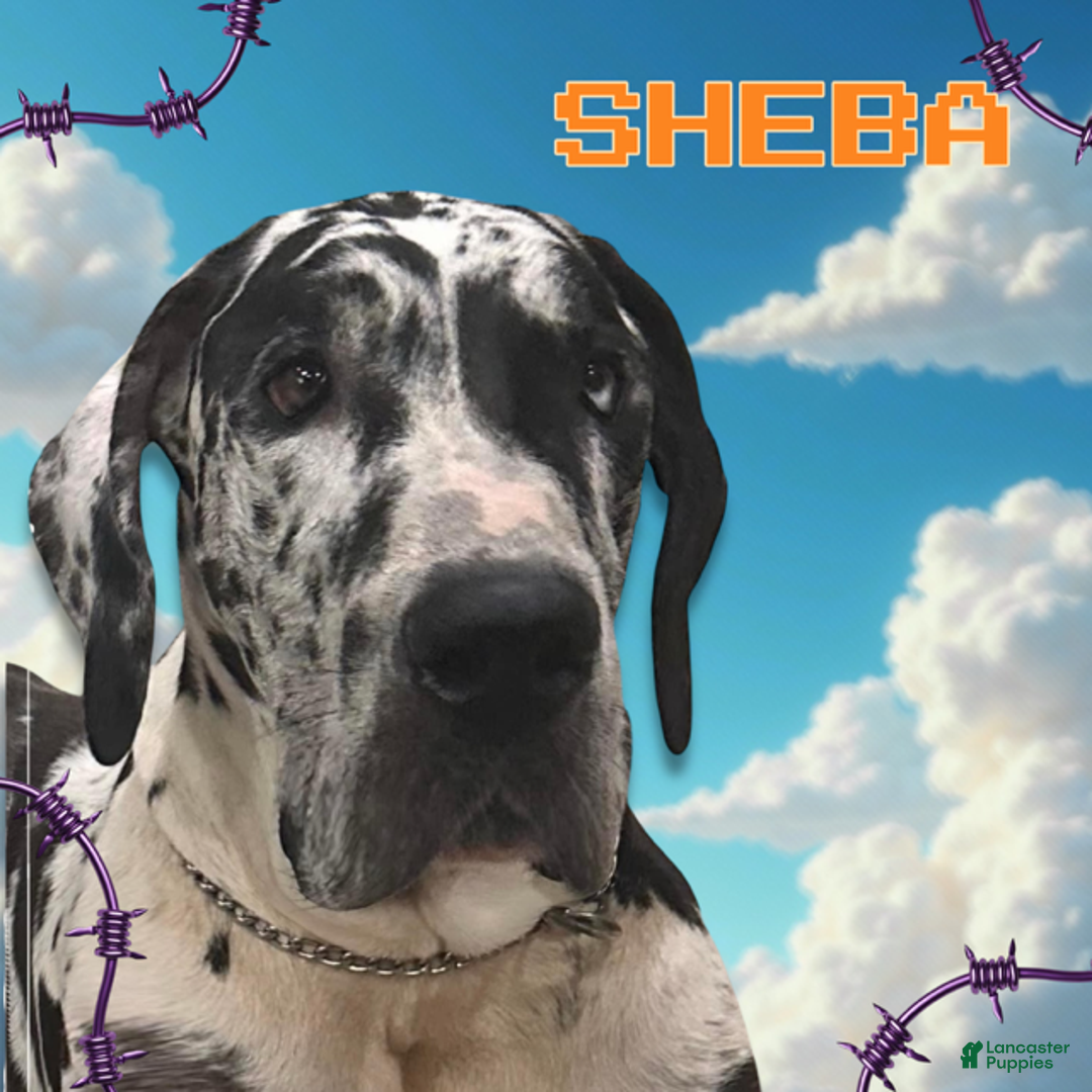 Great Dane dogs for sale: Victor - Dark Fawn - Ad 2