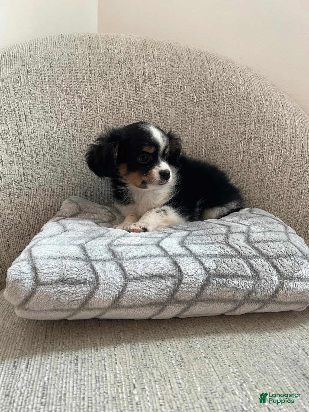 Chihuahua dogs for sale: Poppy - Ad 5
