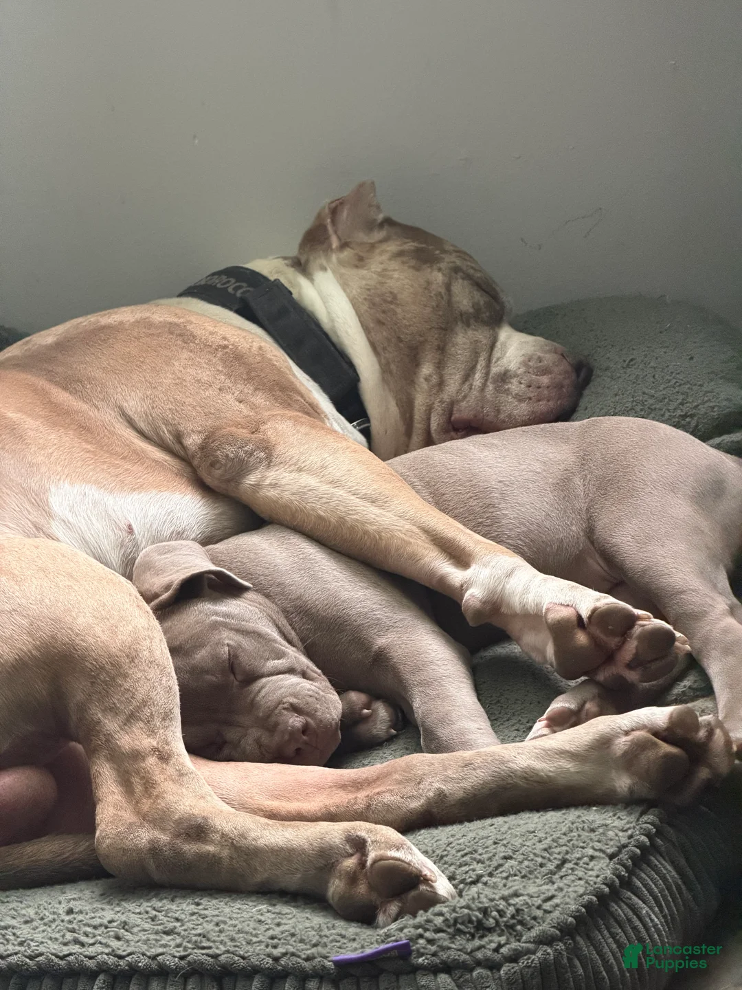 American Bully dogs for sale: NAIROBI The XL Bully - Ad 15