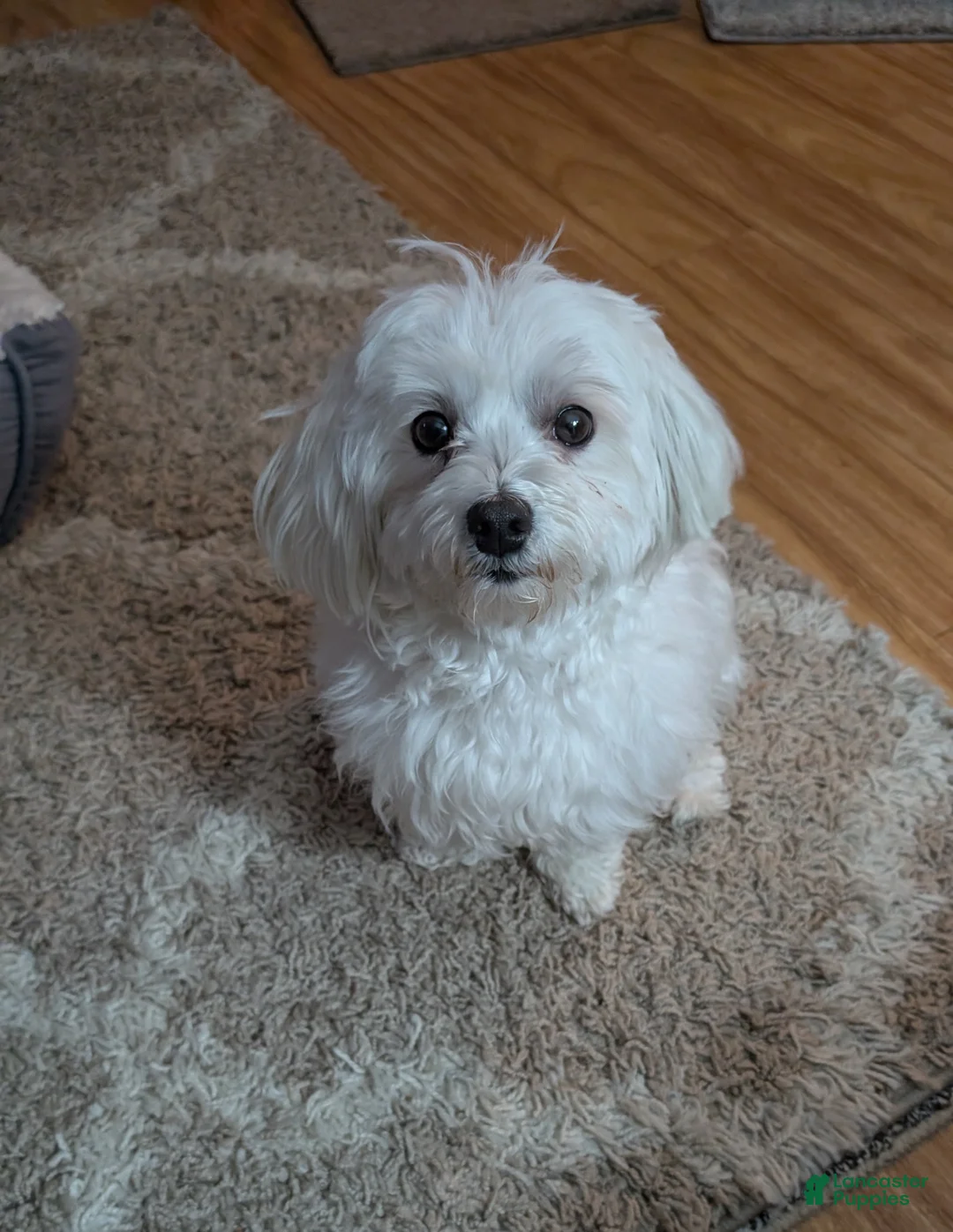 Maltese dogs for sale: Maltese Puppy 2 Alex - Ad 2