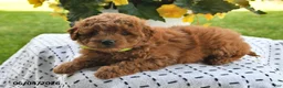 Mini Goldendoodle dogs for sale: Starla - Ad 4