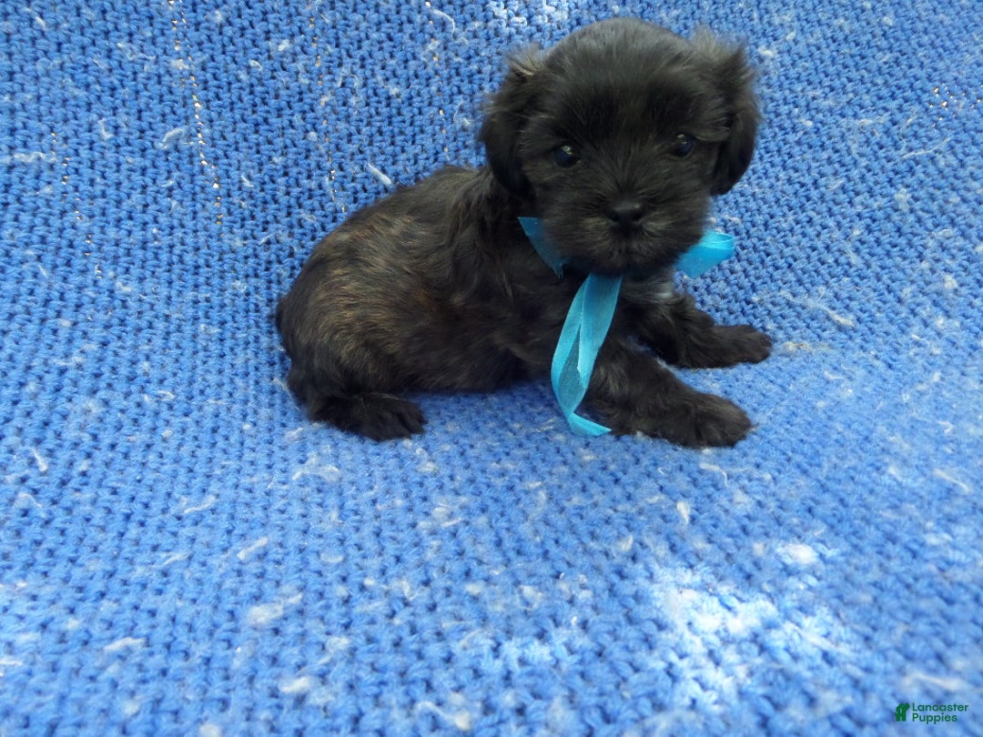 Shihpoo dogs for sale: Danny - Ad 1