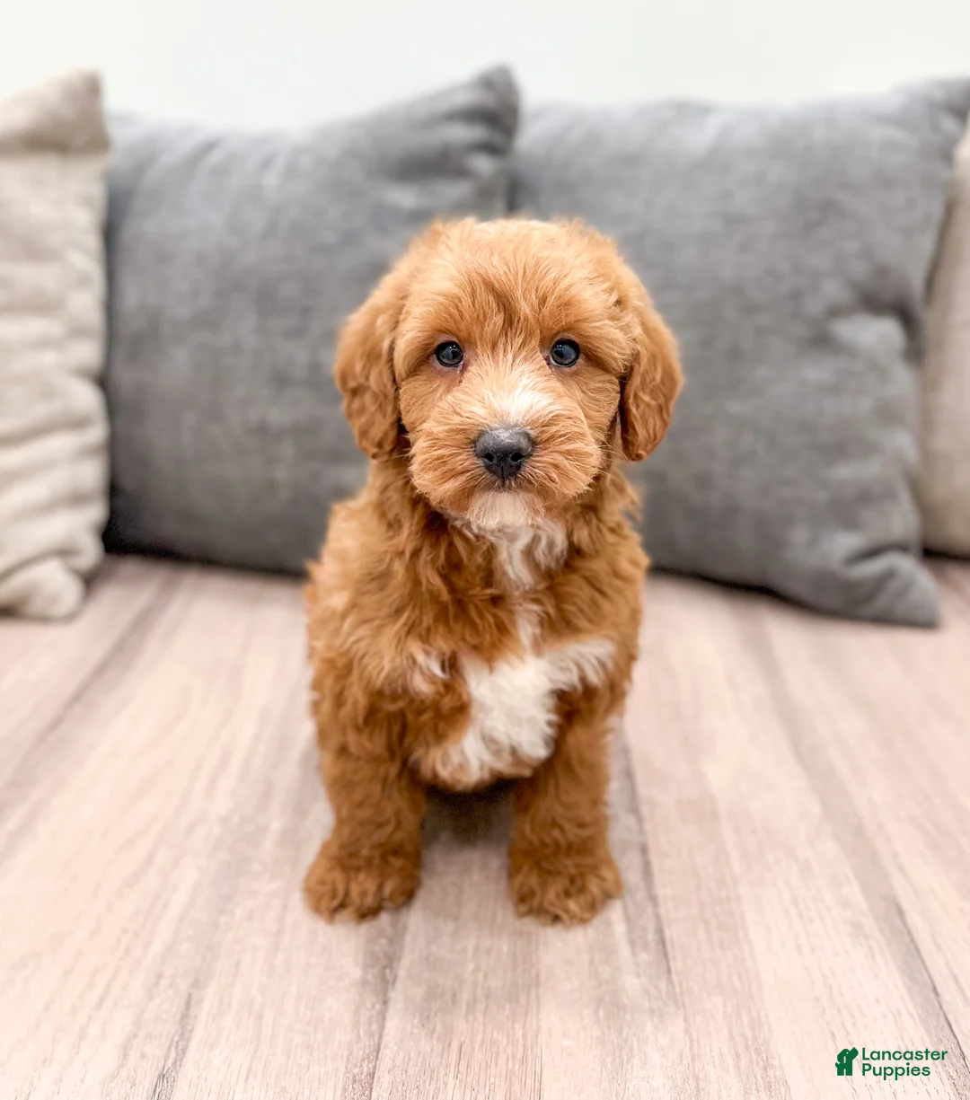 Labradoodle dogs for sale: Joker - Ad 1