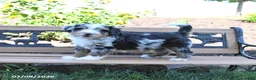 Mini Bernedoodle dogs for sale: Lucky - Ad 1