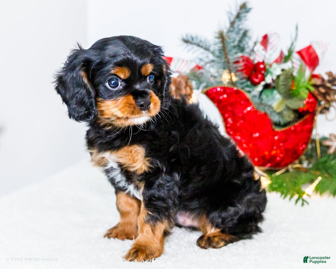 Cavalier King Charles Spaniel dogs for sale: Cocoa - Ad 11