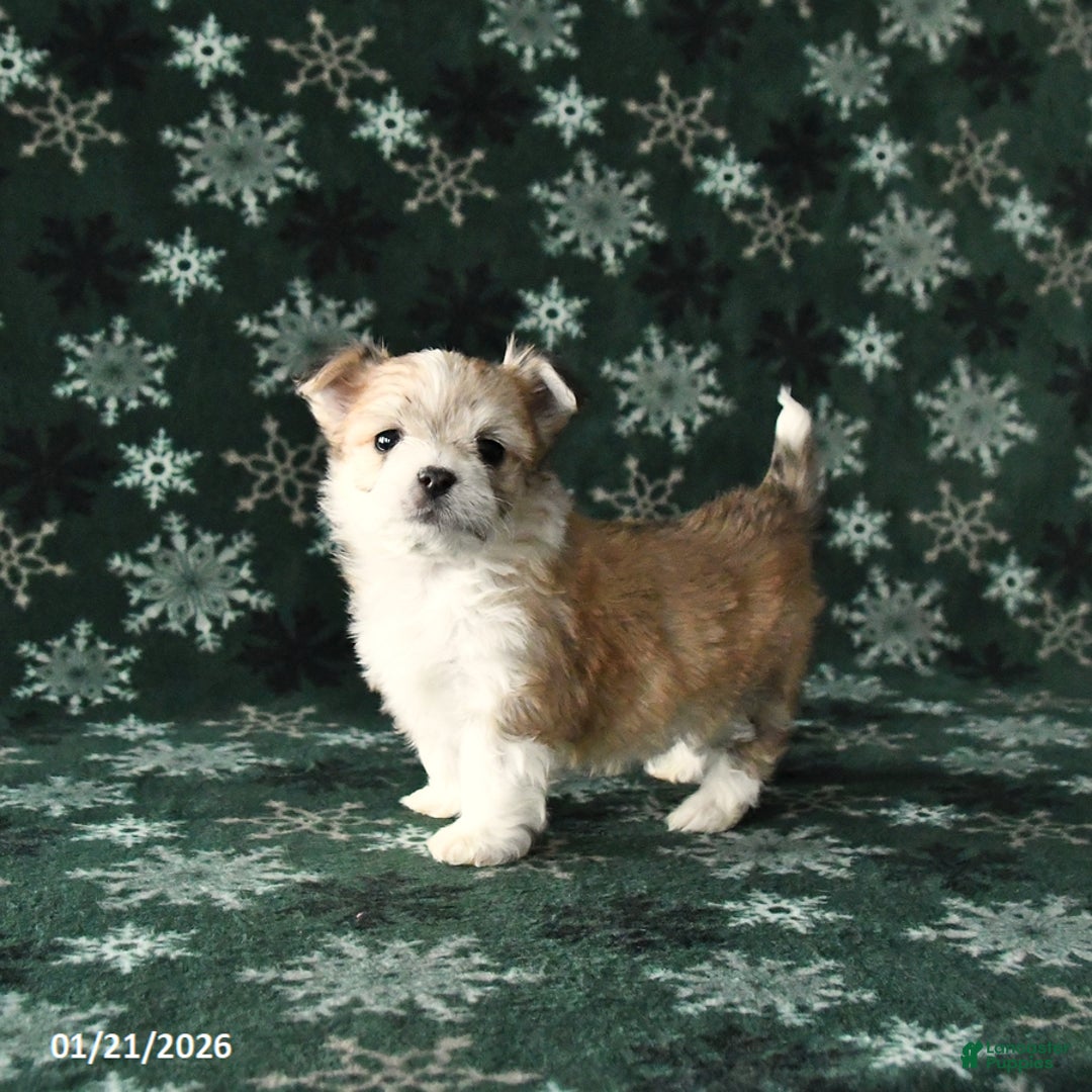 Mixed Breed dogs for sale: Prince   - Ad 2