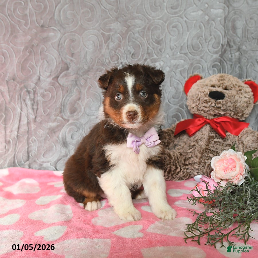 Australian Shepherd dogs Kylie - Ad 38