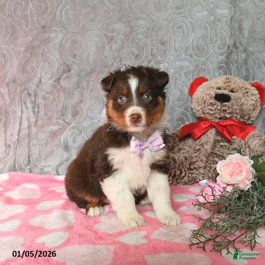 Australian Shepherd dogs for sale: Kylie - Ad 1