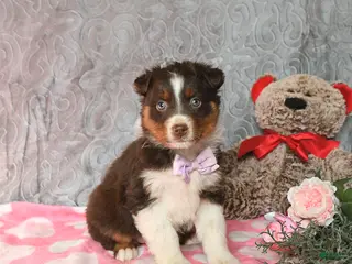 Australian Shepherd dogs Kylie - Ad 37