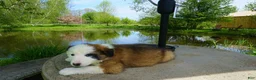 Border Collie dogs for sale: BANE - Ad 2