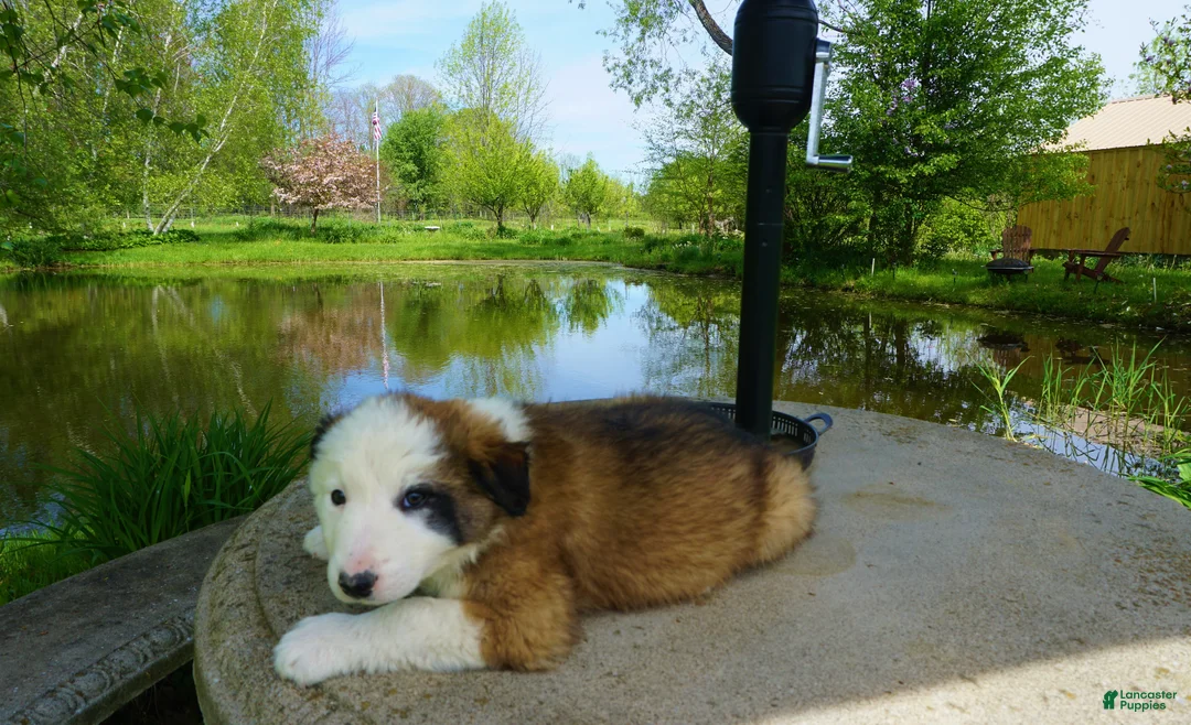 Border Collie dogs for sale: BANE - Ad 2