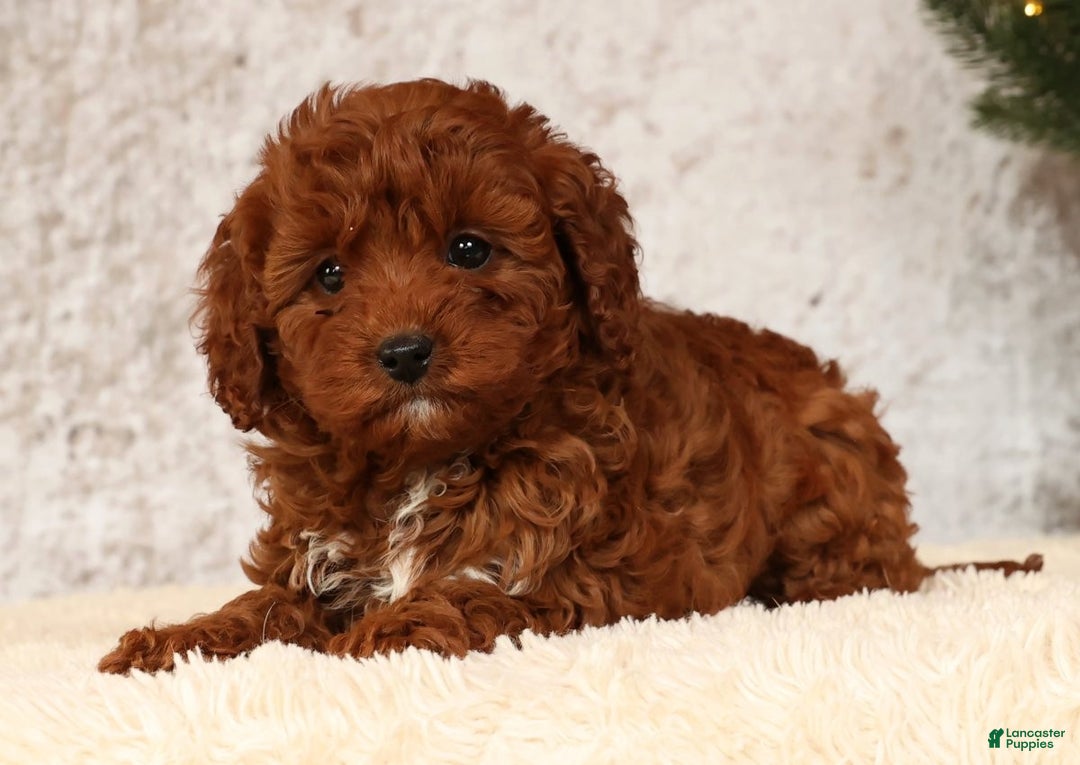 Cavapoo dogs for sale: Nick - Ad 1