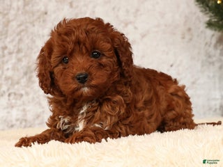 Cavapoo dogs Nick - Ad 22