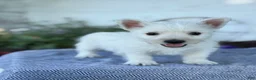 West Highland Terrier dogs for sale: Bandit - Ad 10