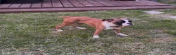 Boxer dogs for sale: Minnie - Ad 3