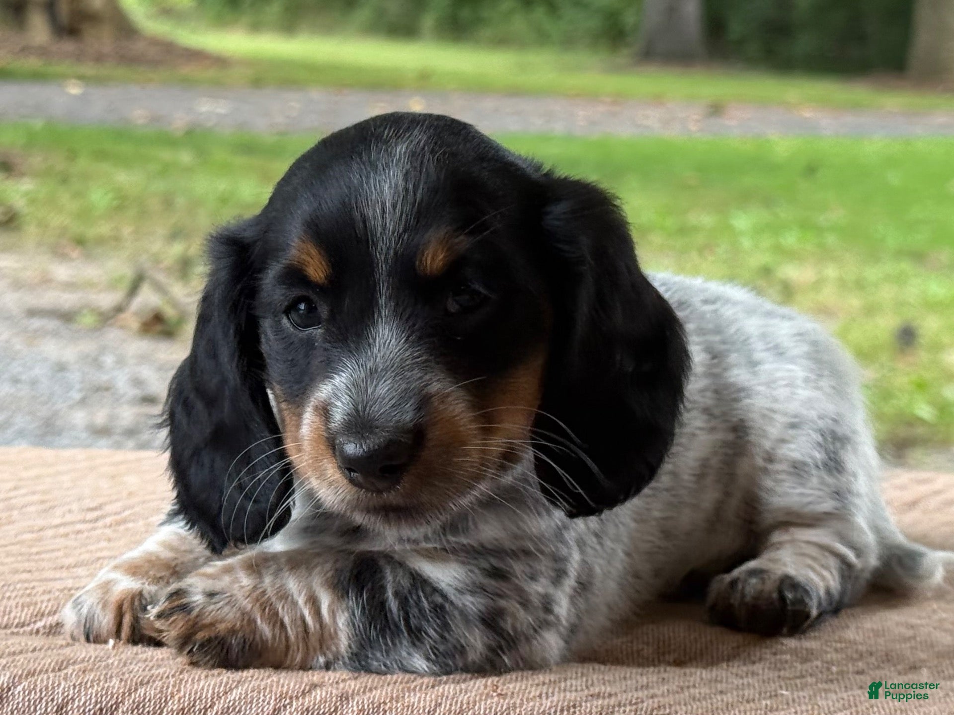 Miniature Dachshund dogs Ivy - Ad 1