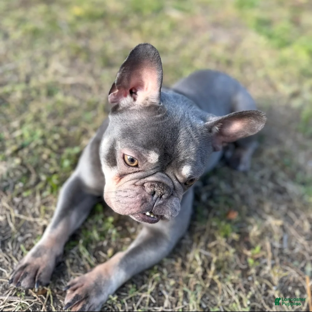 French Bulldog dogs for sale: sage - Ad 11