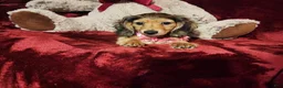 Miniature Dachshund dogs for sale: HONEY  - Ad 3