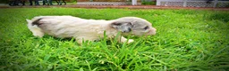 Havapoo dogs for sale: Sugar - Ad 9