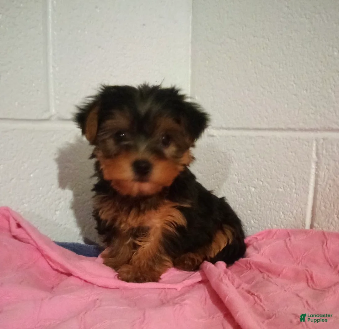 Yorkshire Terrier dogs for sale: Bella - Ad 1