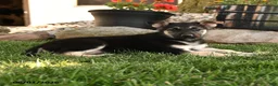 German Shepherd dogs for sale: Freddy - Ad 5