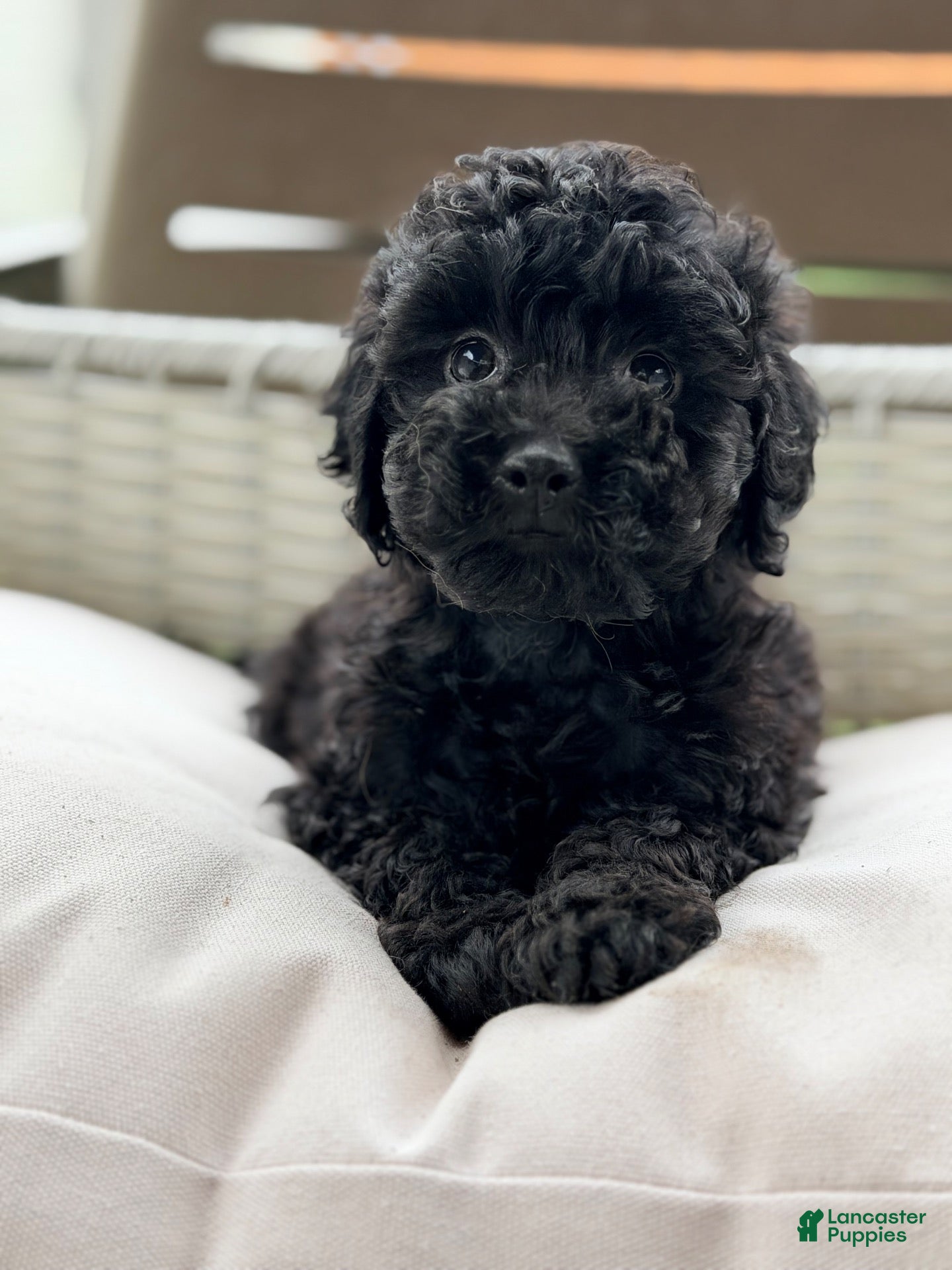 Mini Goldendoodle dogs Mini Goldendoodle 4 - Ad 23