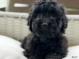 Mini Goldendoodle dogs Mini Goldendoodle 4 - Ad 23