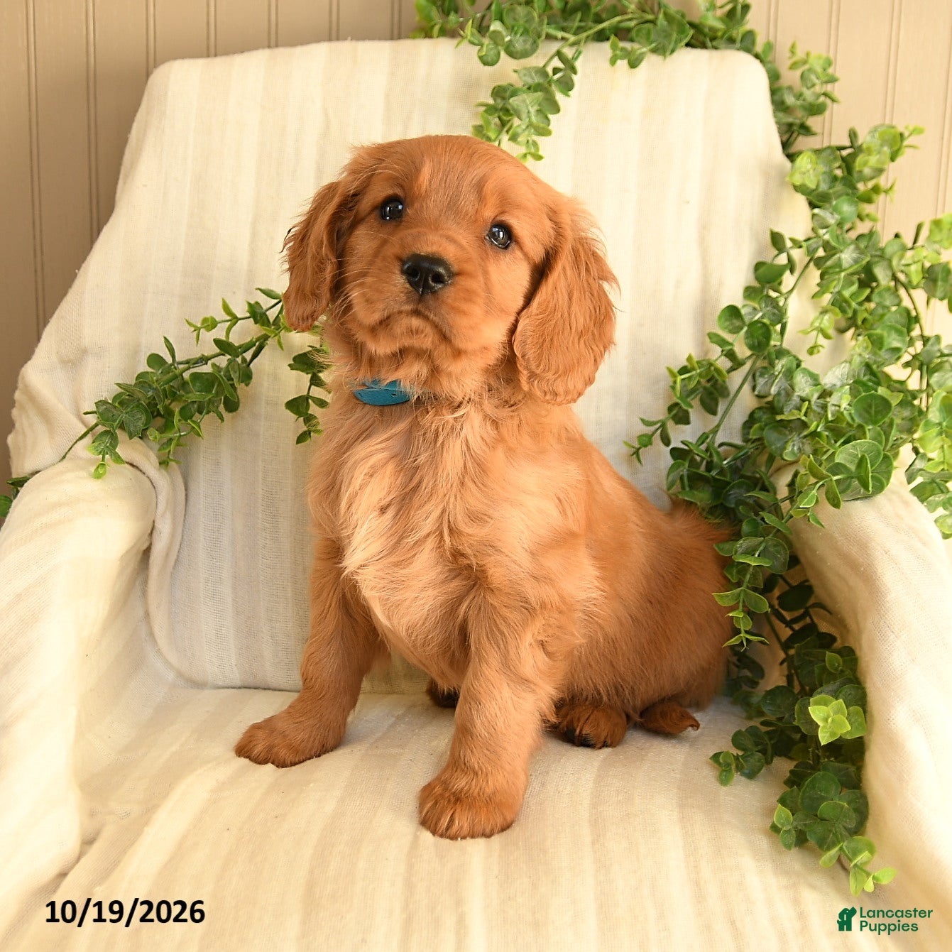 Miniature Golden Retriever dogs for sale: Buddy - Ad 2