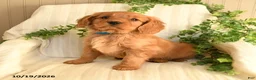 Miniature Golden Retriever dogs for sale: Buddy - Ad 2