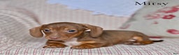 Miniature Dachshund dogs for sale: Mitsy - Ad 5