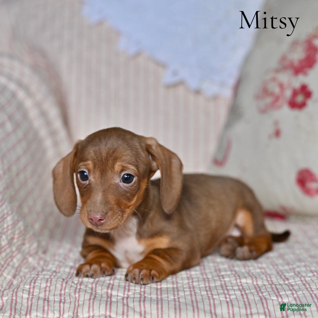 Miniature Dachshund dogs for sale: Mitsy - Ad 5