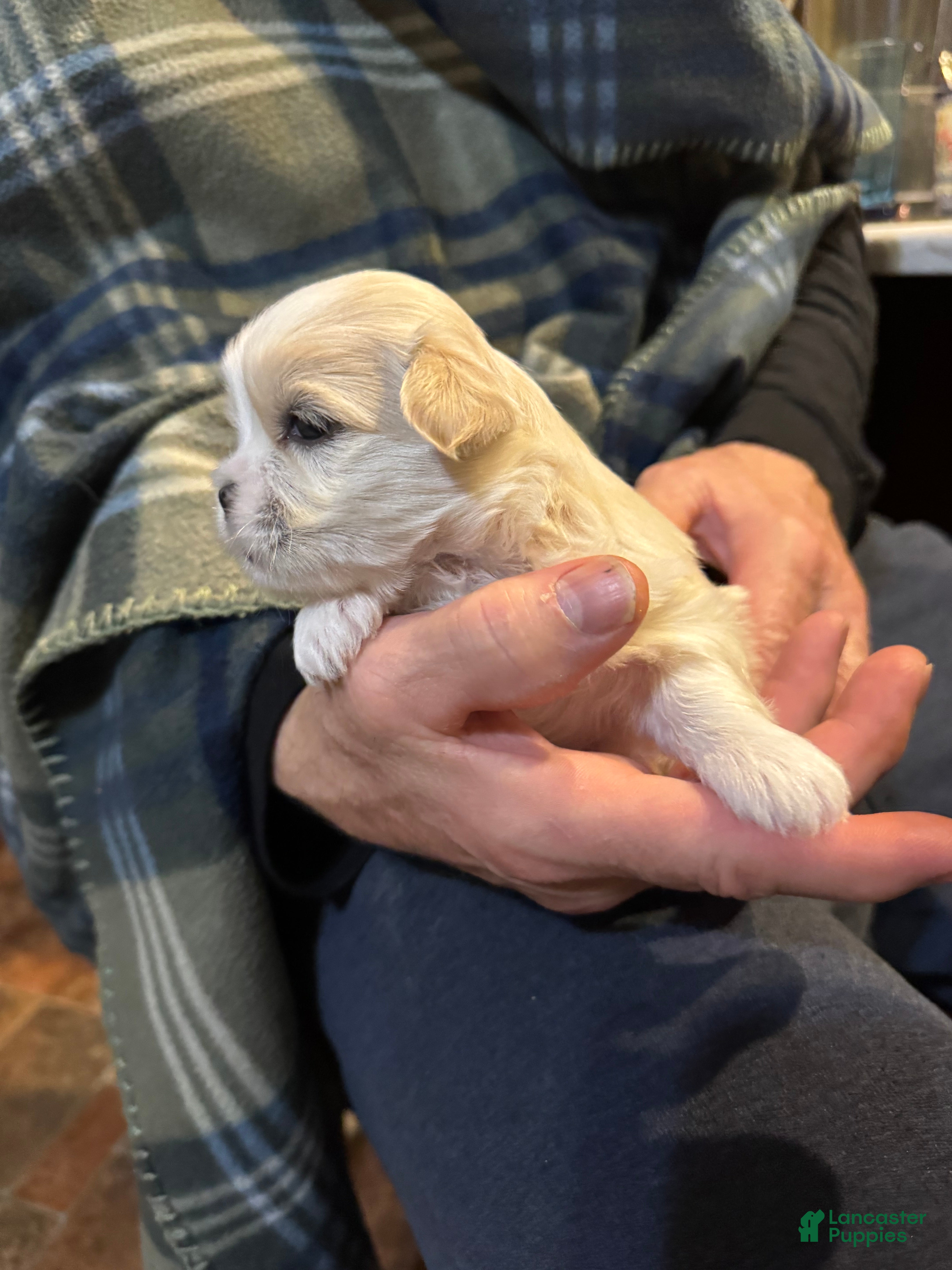 Shih Tzu dogs Tony - Ad 15