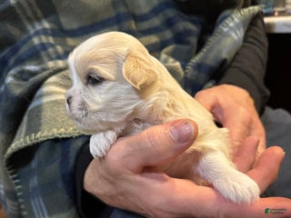 Shih Tzu dogs Tony - Ad 6