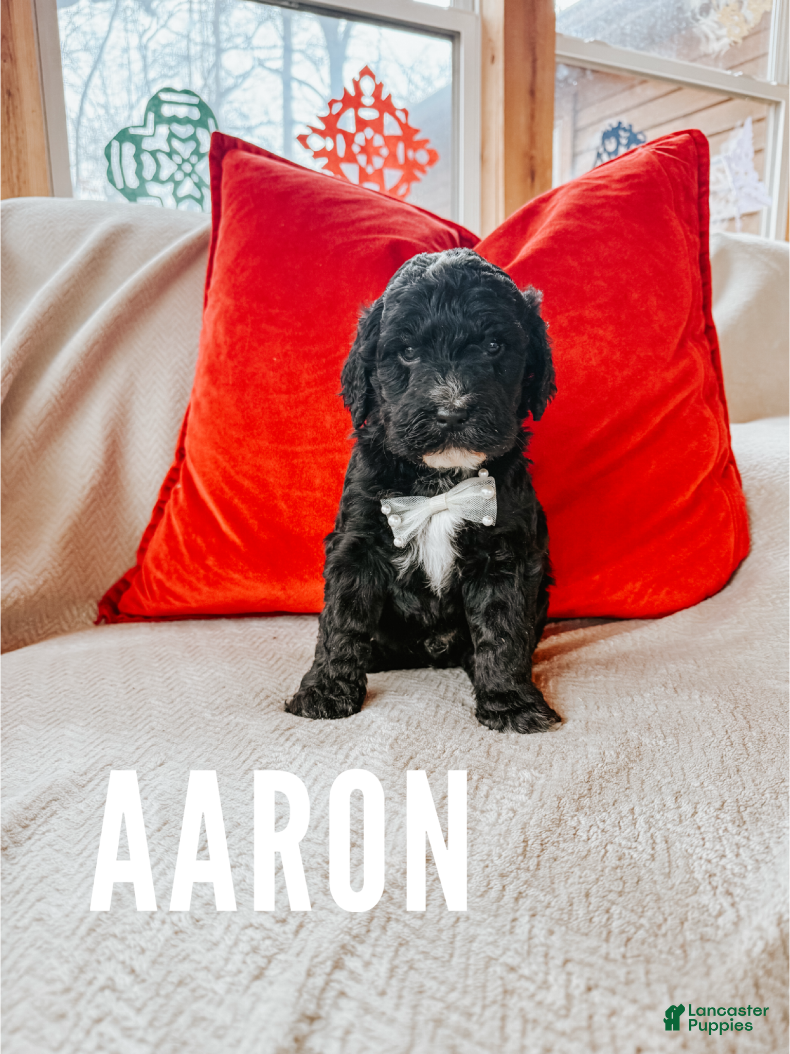 Goldendoodle dogs Aaron - Ad 14