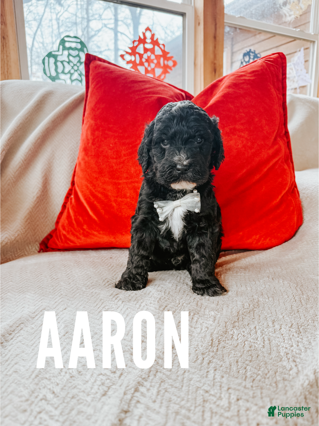 Goldendoodle dogs for sale: Aaron - Ad 2