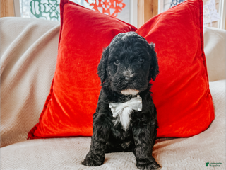 Goldendoodle dogs Aaron - Ad 14