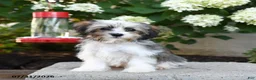 Mixed Breed dogs for sale: Jenny - Ad 1