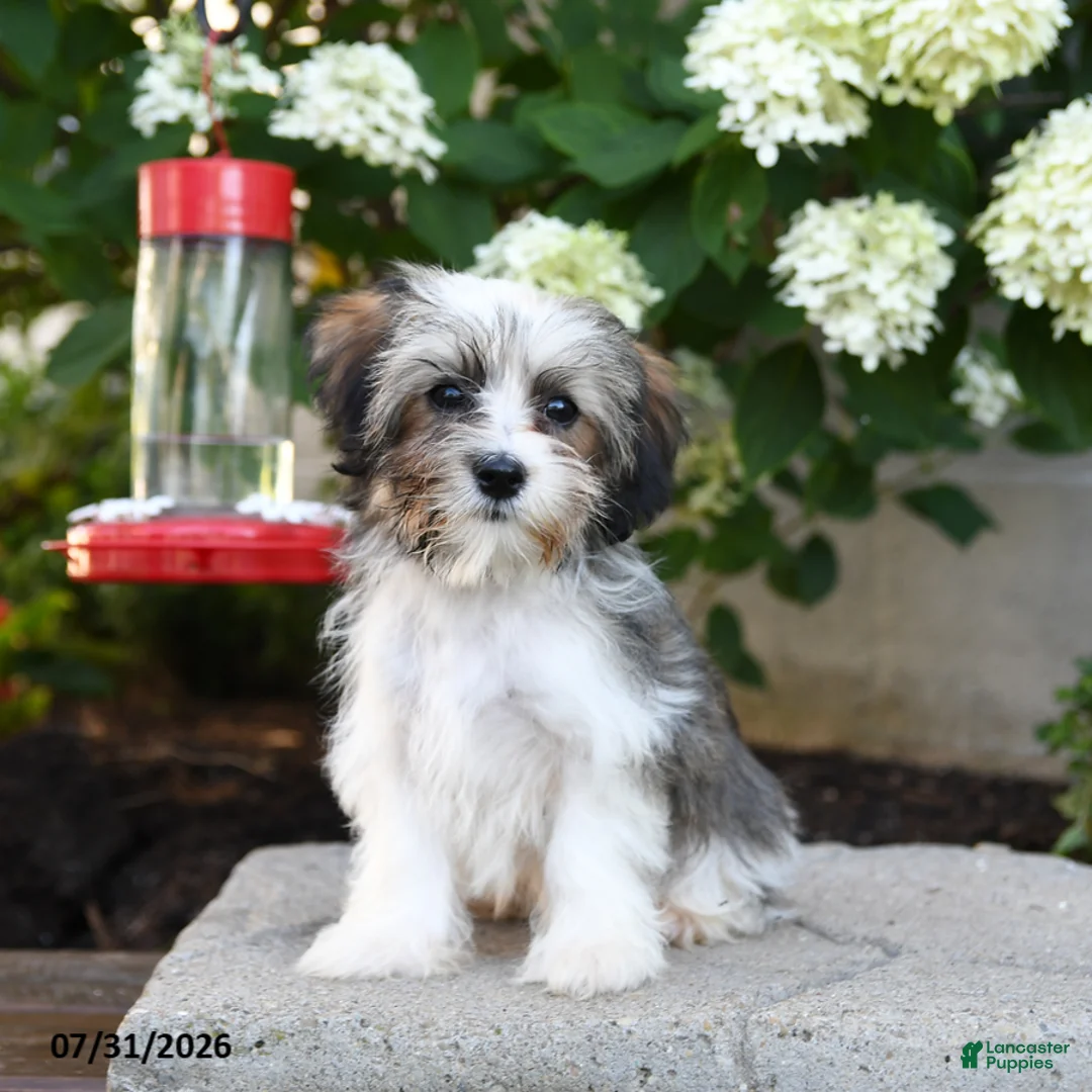 Mixed Breed dogs for sale: Jenny - Ad 1