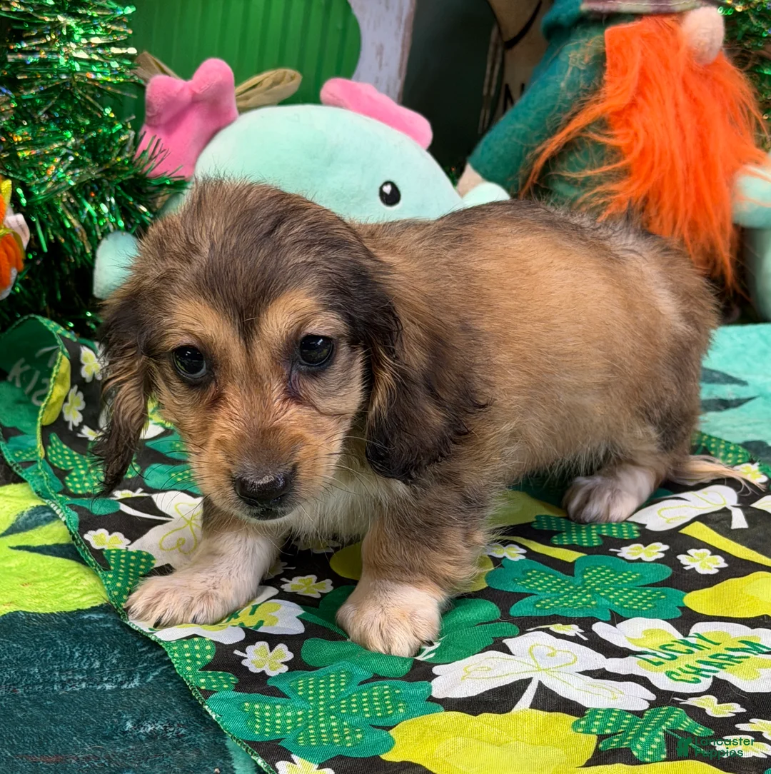 Miniature Dachshund dogs for sale: Charm - Ad 4