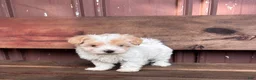 Mixed Breed dogs for sale: Mixed Breed Puppy 1 - Ad 8