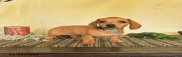 Dachshund dogs for sale: Rain - Ad 3