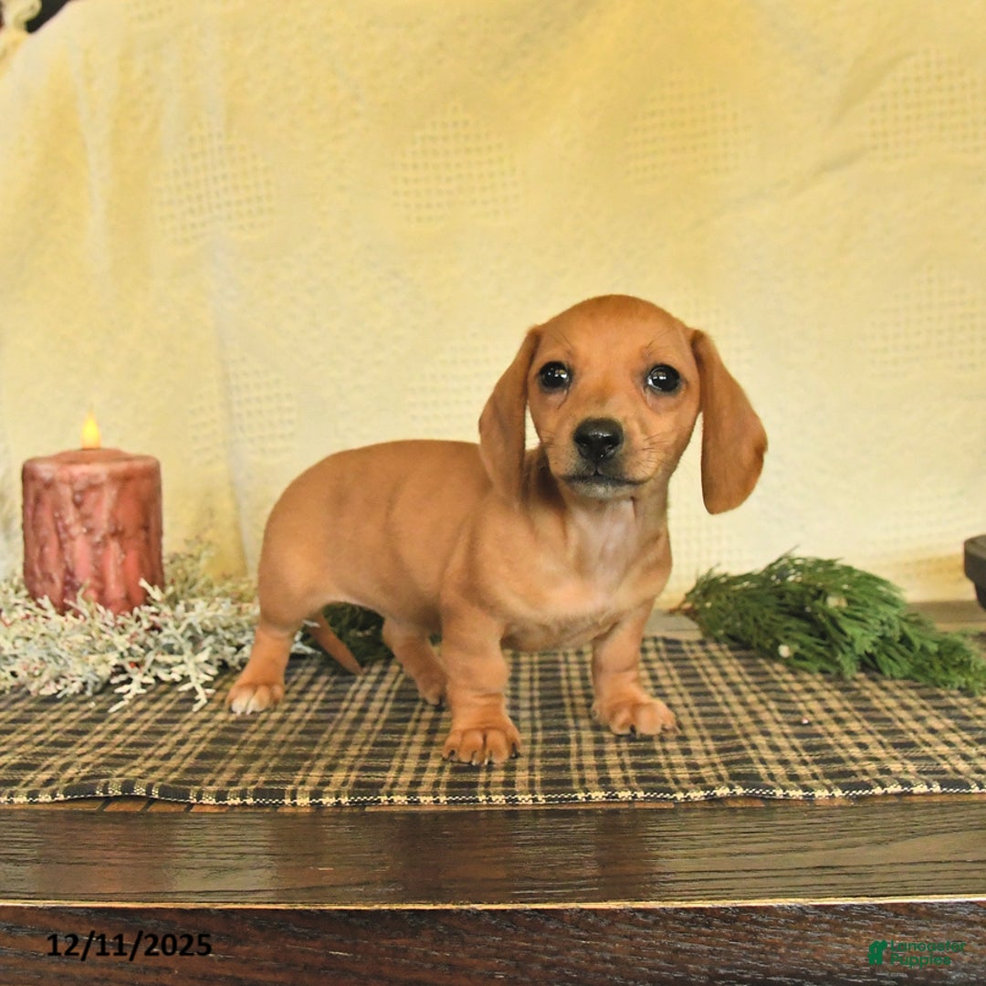 Dachshund dogs for sale: Rain - Ad 3