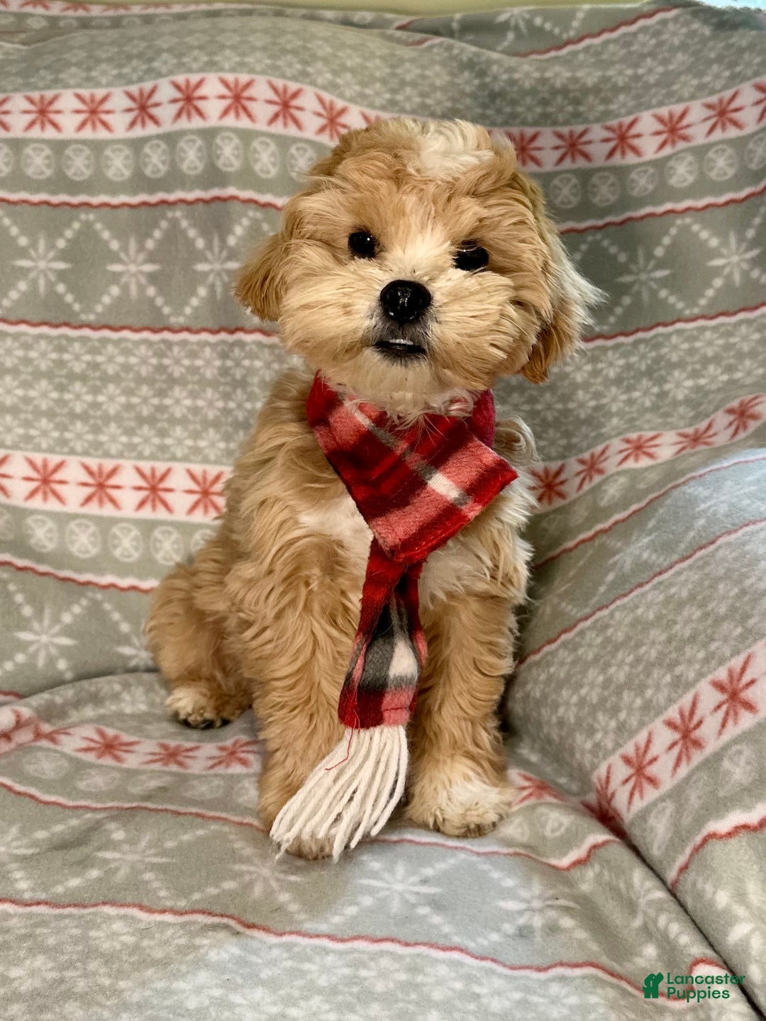 Mixed Breed dogs for sale: Winter - Ad 2