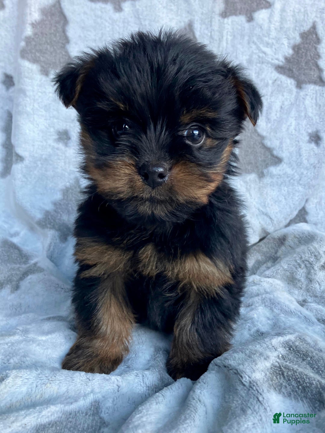 Yorkshire Terrier dogs for sale: Scout - Ad 2