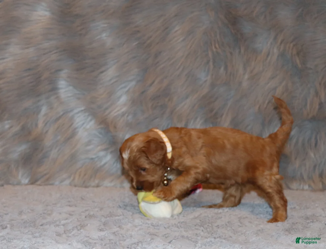 Mini Goldendoodle dogs for sale: Whitney 🌷 Genetic Clear Parents - Ad 5