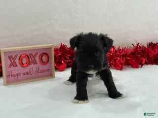 Miniature Schnauzer dogs Elsa Male 1 - Ad 5